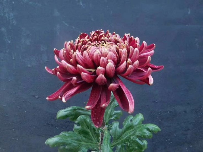 菊花苗