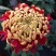 菊花苗