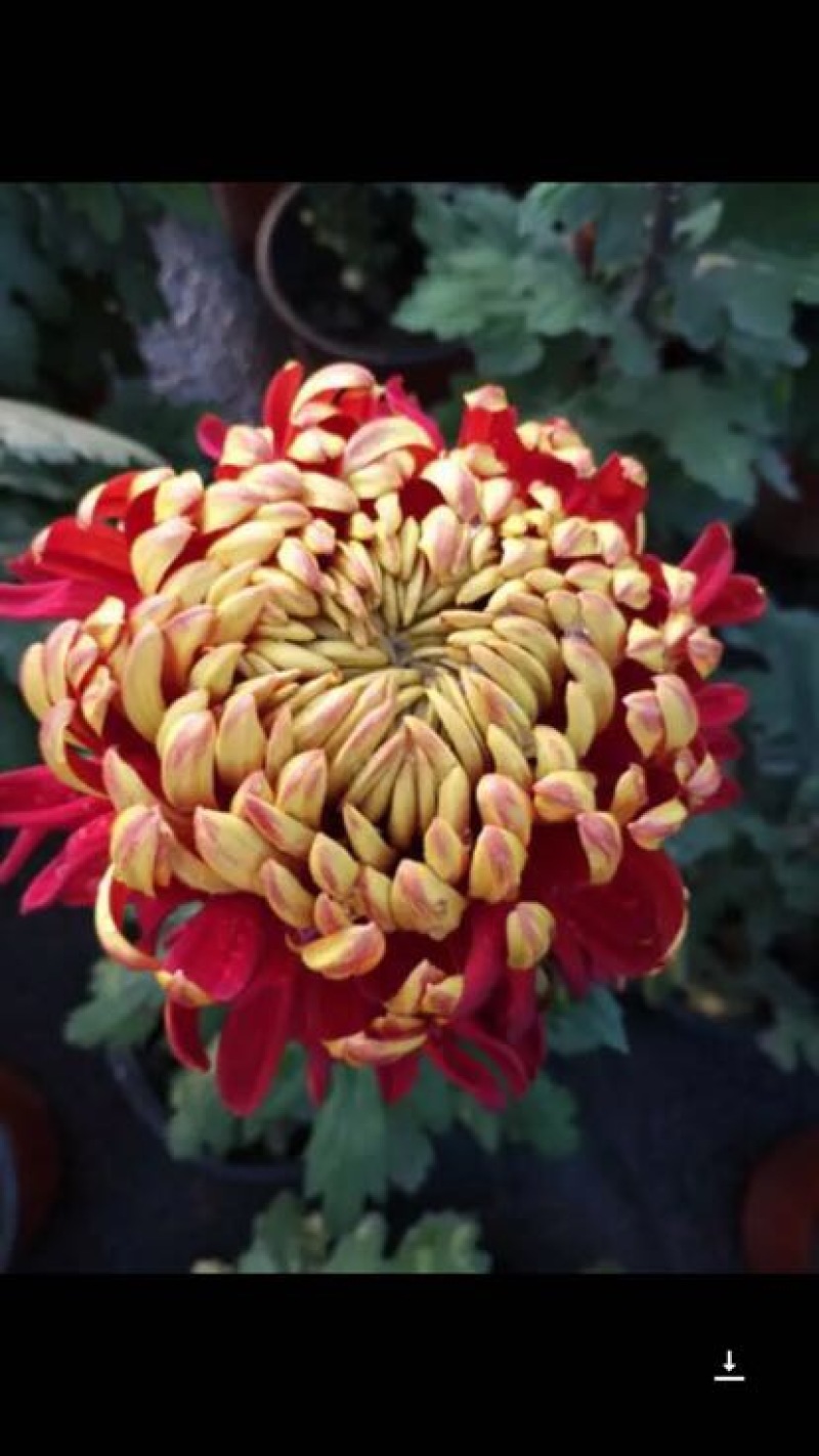菊花苗