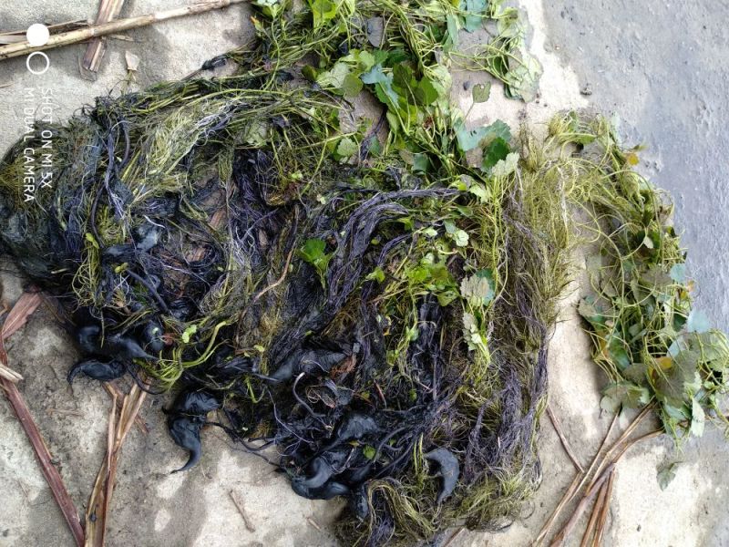 菱角种菱角苗大别山区湖北黄冈蕲春