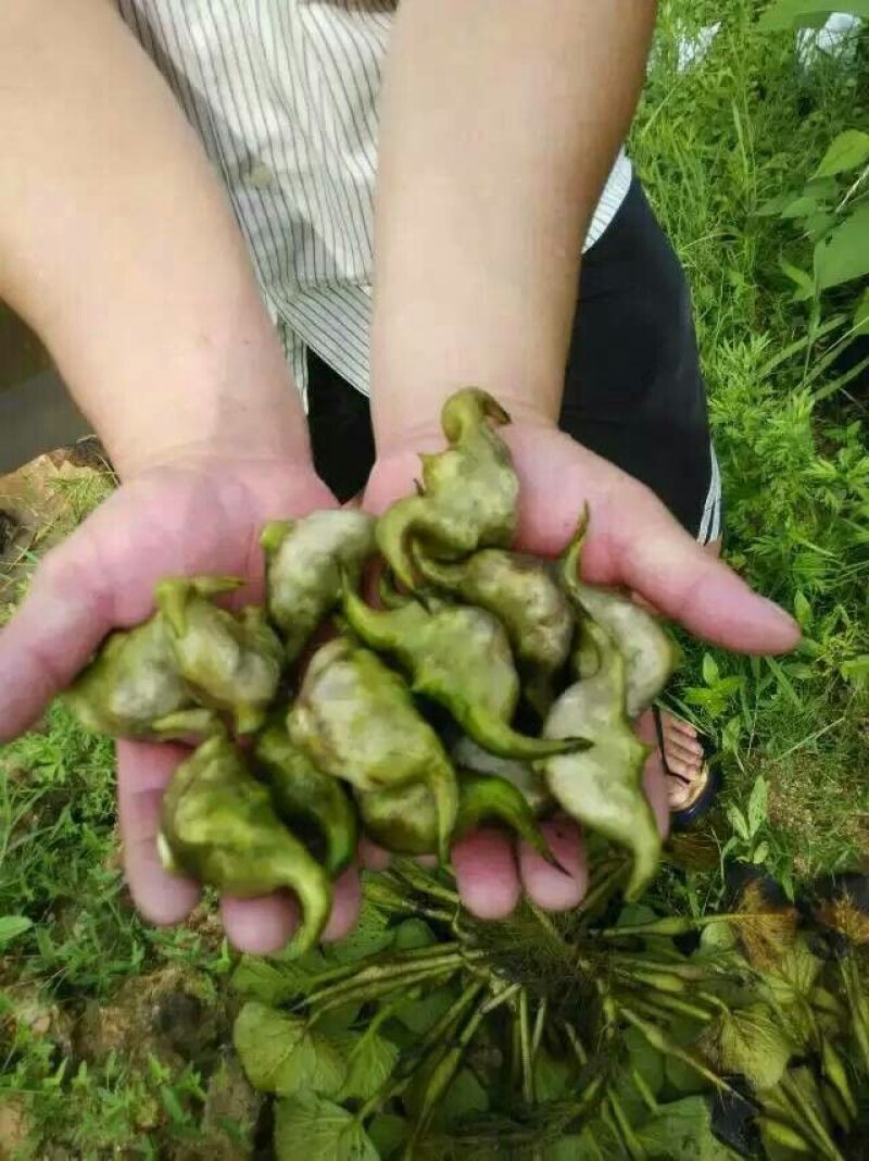 菱角种菱角苗大别山区湖北黄冈蕲春