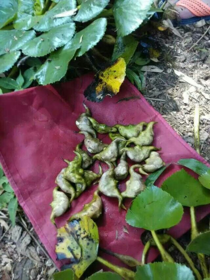 菱角种菱角苗大别山区湖北黄冈蕲春
