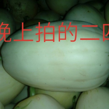 新乐市甜瓜4月份大量上市欢迎新老客户前来选购随到随装车