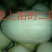 新乐市甜瓜4月份大量上市欢迎新老客户前来选购随到随装车