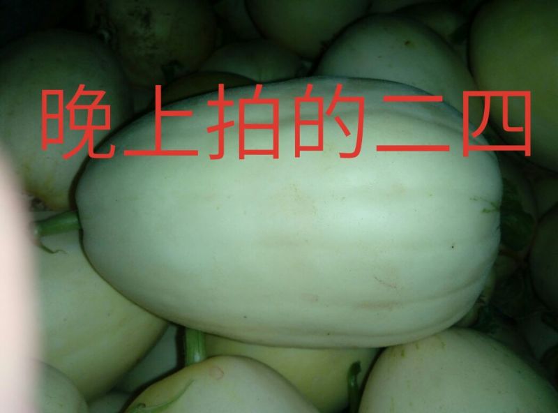 新乐市甜瓜4月份大量上市欢迎新老客户前来选购随到随装车