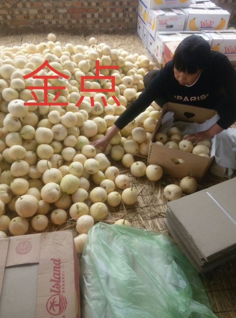 新乐市甜瓜4月份大量上市欢迎新老客户前来选购随到随装车