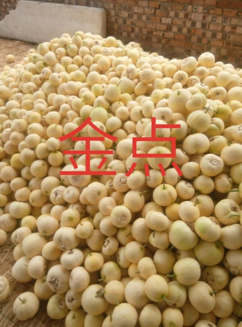 新乐市甜瓜4月份大量上市欢迎新老客户前来选购随到随装车