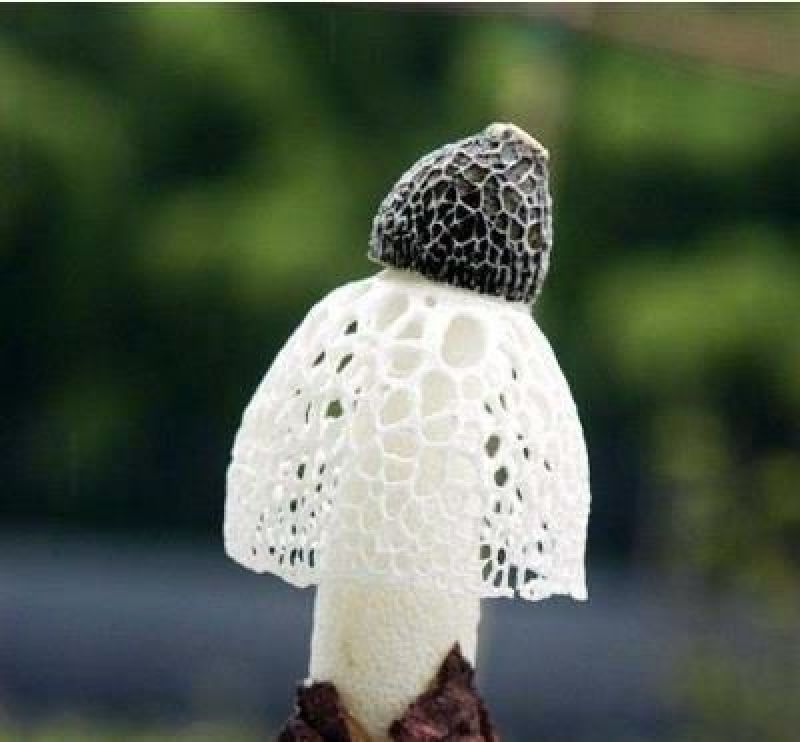竹荪特级干货
