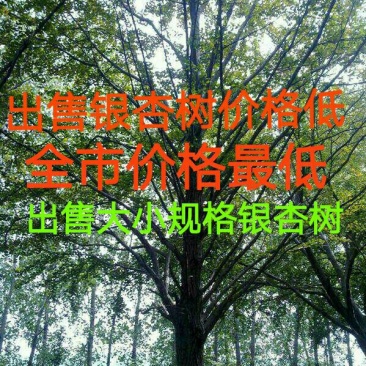 银杏实生树20至30公分量大