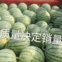 【8424直升苗】高糖分有籽西瓜皮薄果型好6斤起