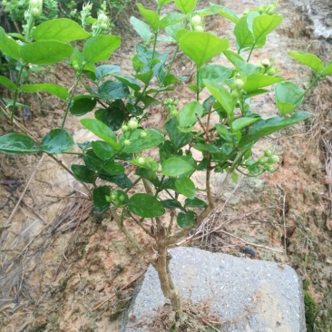 包邮春季2年茉莉花苗半成品裸根苗广西横县茉莉白色双瓣茉莉