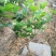 包邮春季2年茉莉花苗半成品裸根苗广西横县茉莉白色双瓣茉莉