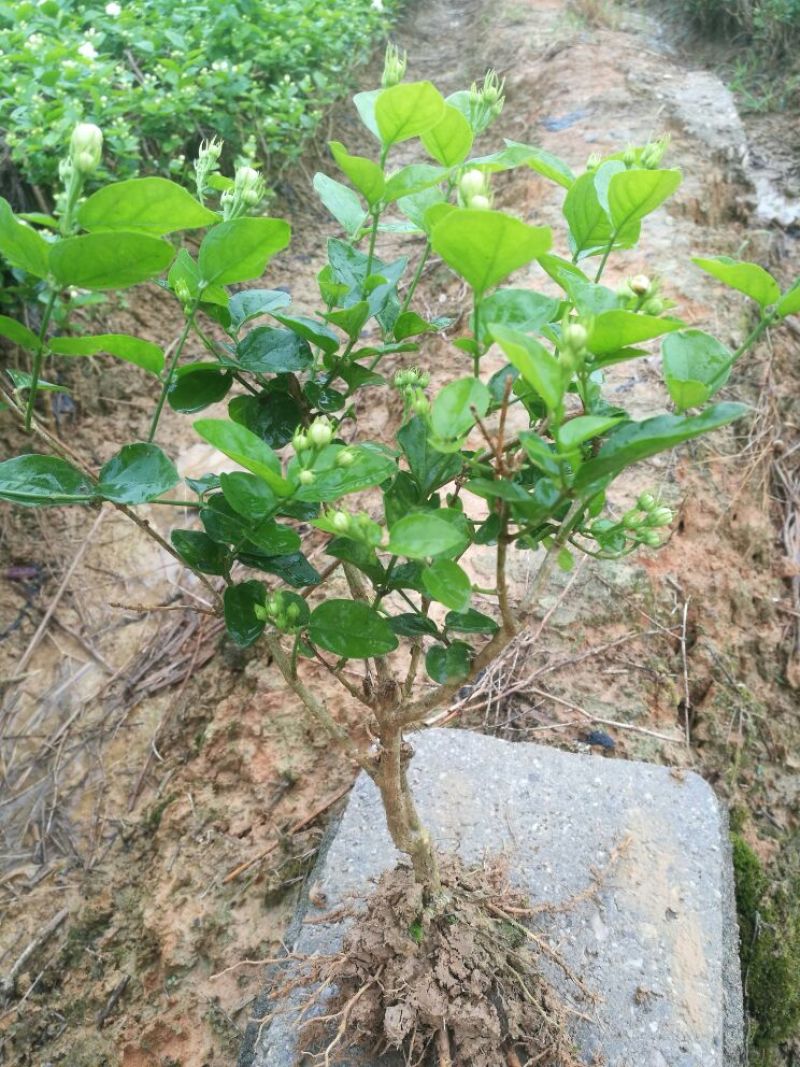 包邮春季2年茉莉花苗半成品裸根苗广西横县茉莉白色双瓣茉莉