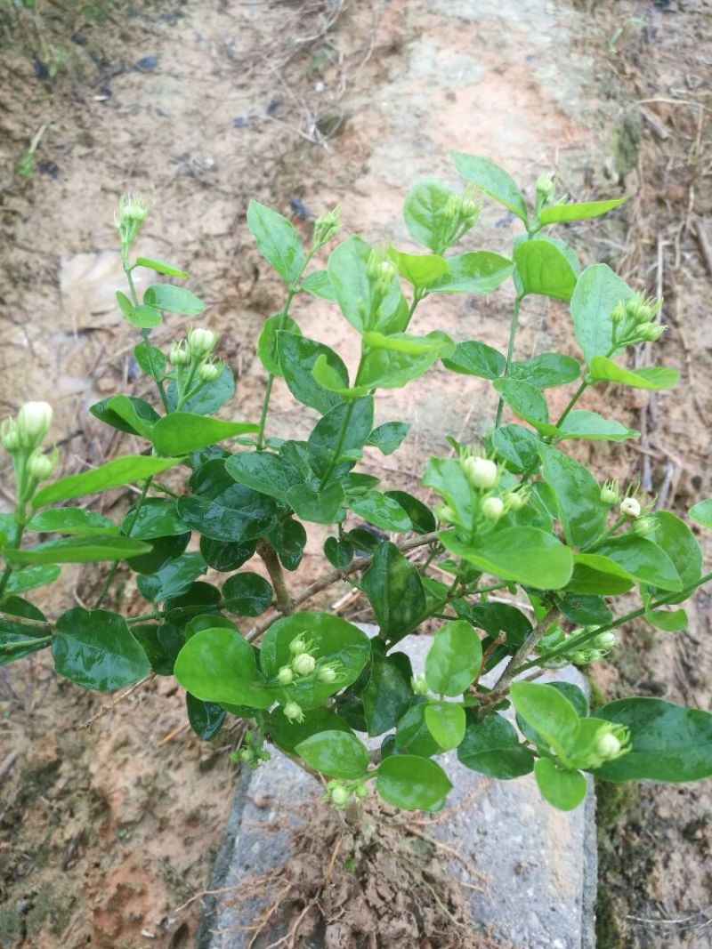 包邮春季2年茉莉花苗半成品裸根苗广西横县茉莉白色双瓣茉莉