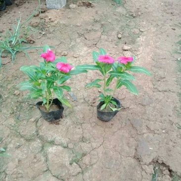 长春花（天天开）