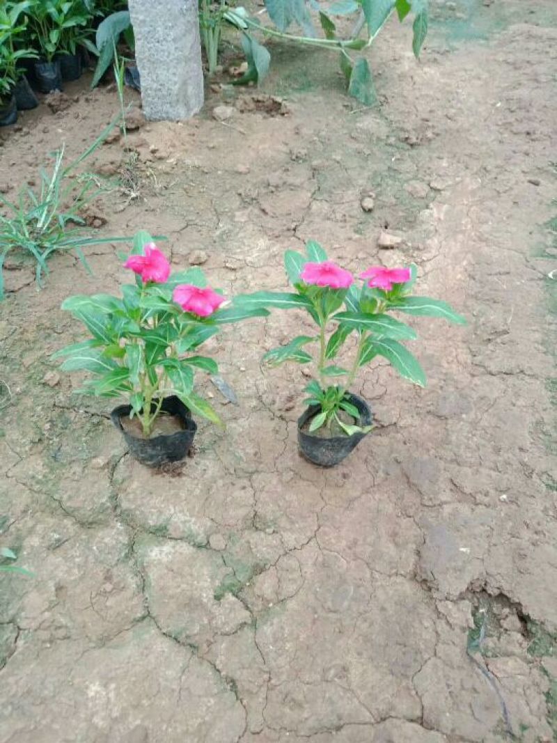长春花（天天开）