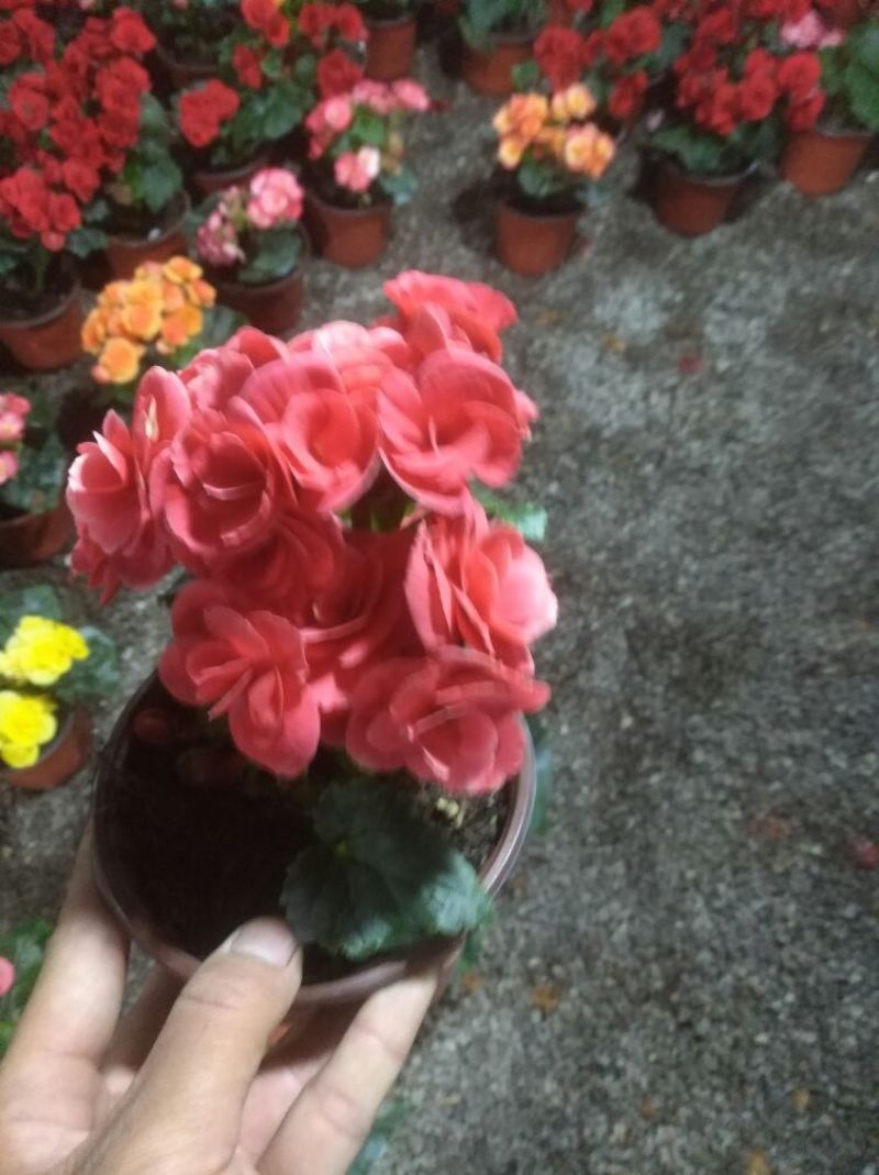 丽格海棠