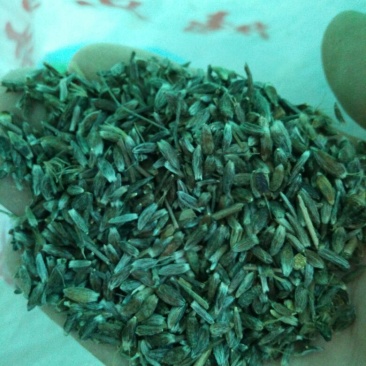 朱砂点苍术籽