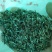 朱砂点苍术籽