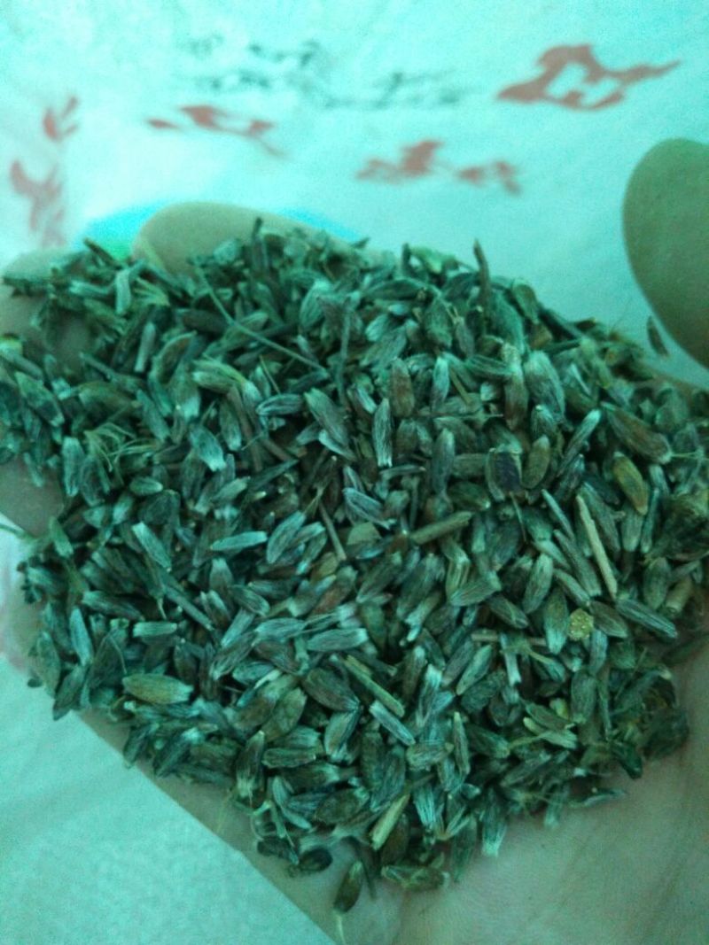 朱砂点苍术籽