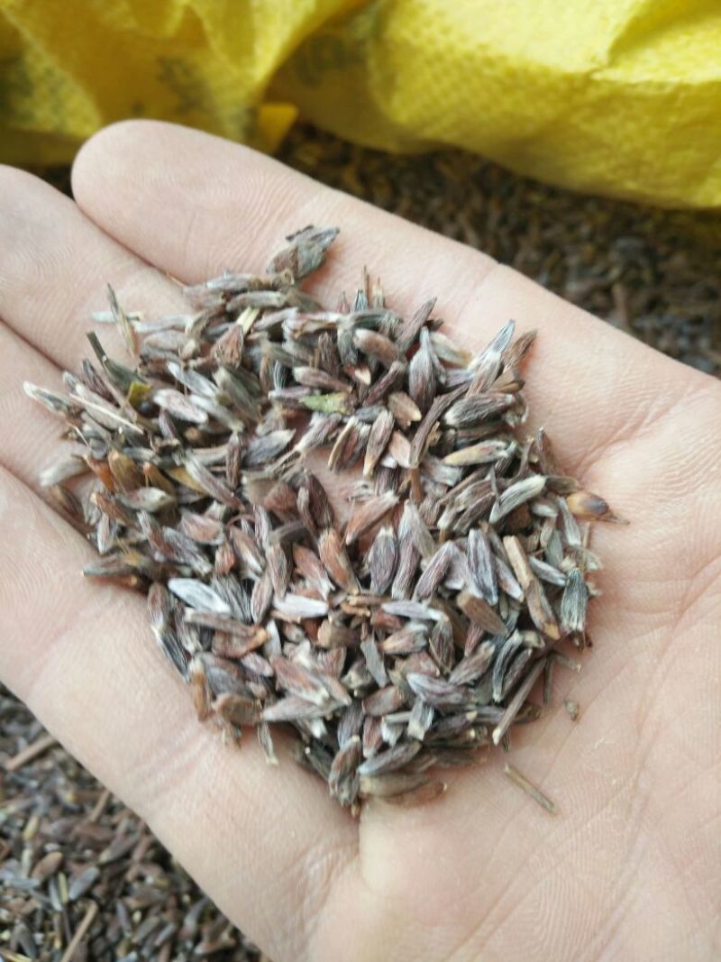 朱砂点苍术籽