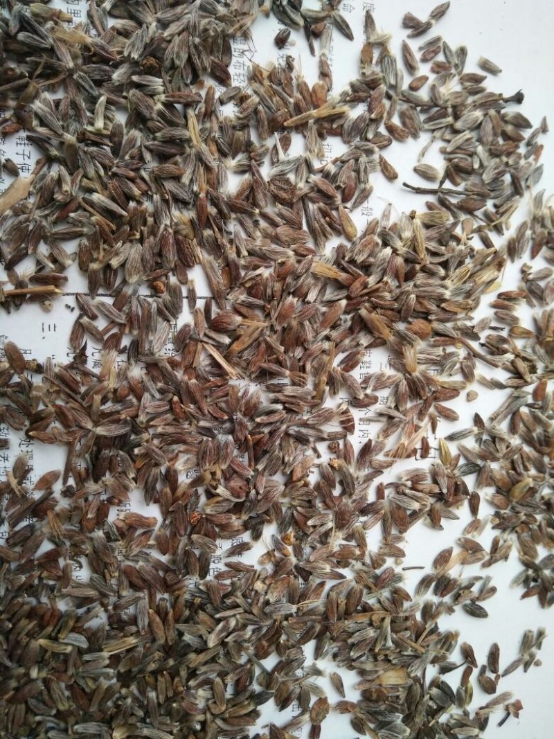 朱砂点苍术籽