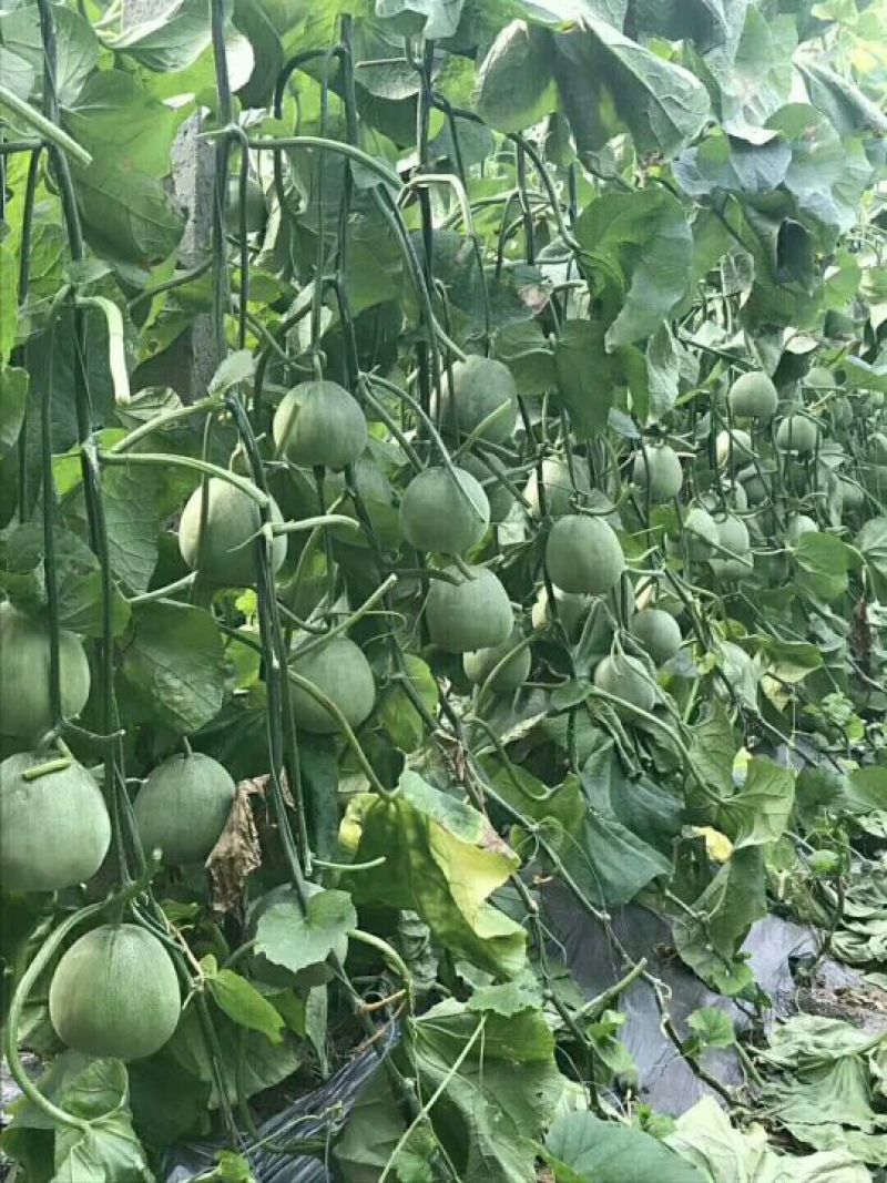 绿宝甜瓜产地直发，一手货源，无中间商差价