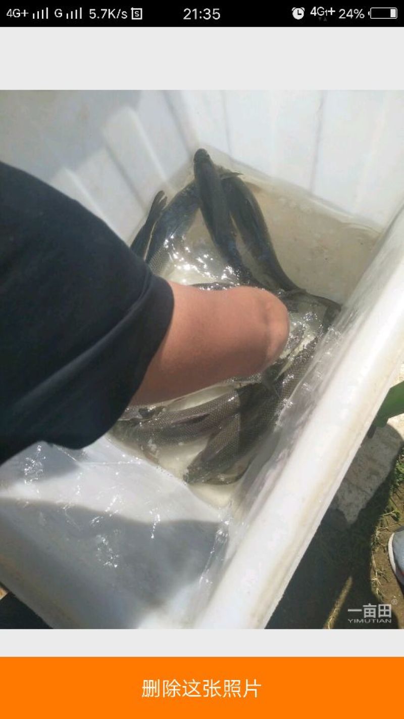 网箱银鳕鱼