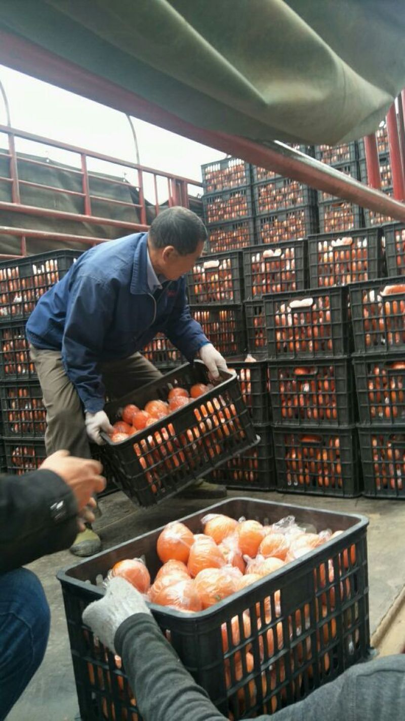 湖南湘西比耳纽荷尔脐橙储存果大量供应，果皮细腻干净无麻点