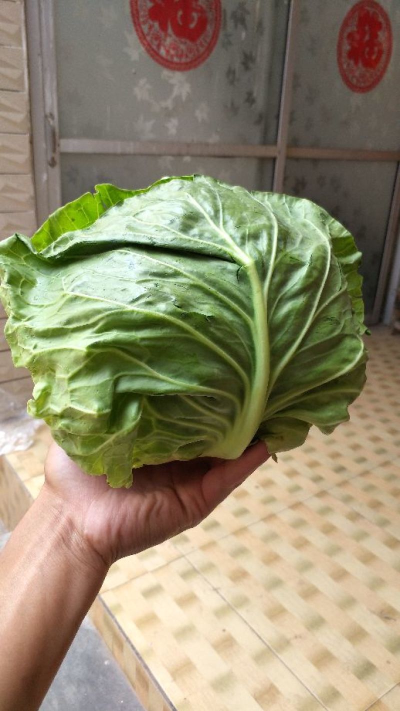 圆包菜颜色绿质量好个头均匀0.5~1公斤精品