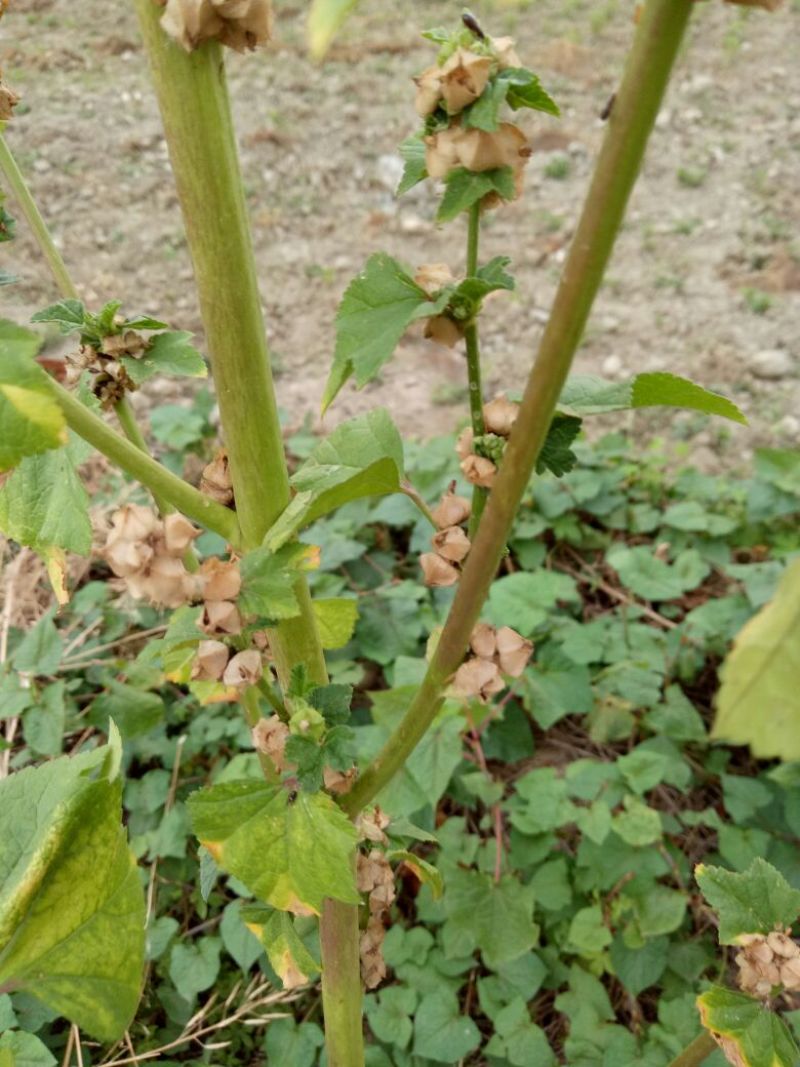 冬葵果产地四川质量很好通货大批量销售产地直销