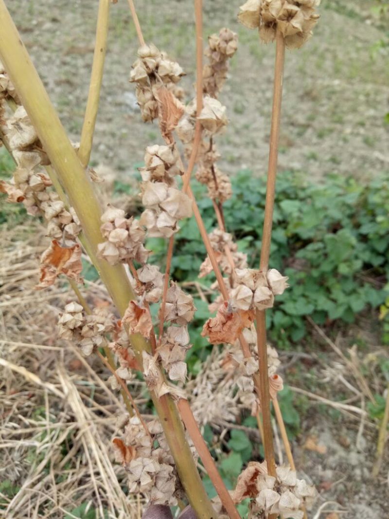 冬葵果产地四川质量很好通货大批量销售产地直销