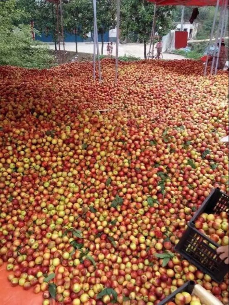 河南南阳油桃毛桃代办专业合作社万亩桃子基地油桃毛桃