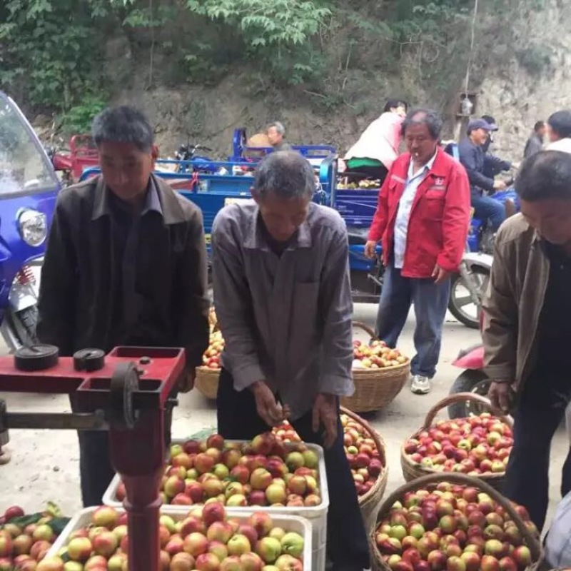 河南南阳油桃毛桃代办专业合作社万亩桃子基地油桃毛桃