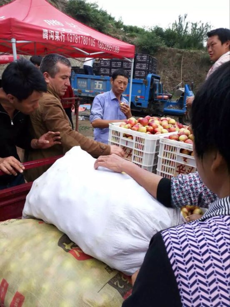 河南南阳油桃毛桃代办专业合作社万亩桃子基地油桃毛桃