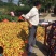 河南南阳油桃毛桃代办专业合作社万亩桃子基地油桃毛桃