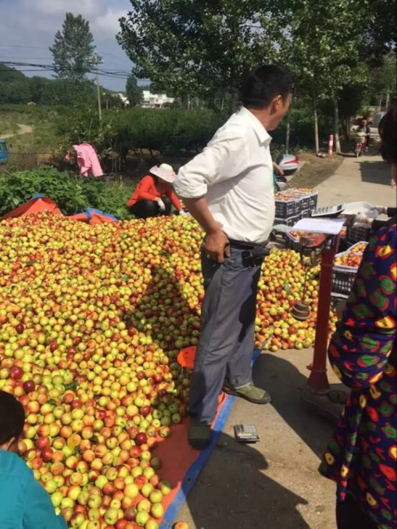 河南南阳油桃毛桃代办专业合作社万亩桃子基地油桃毛桃