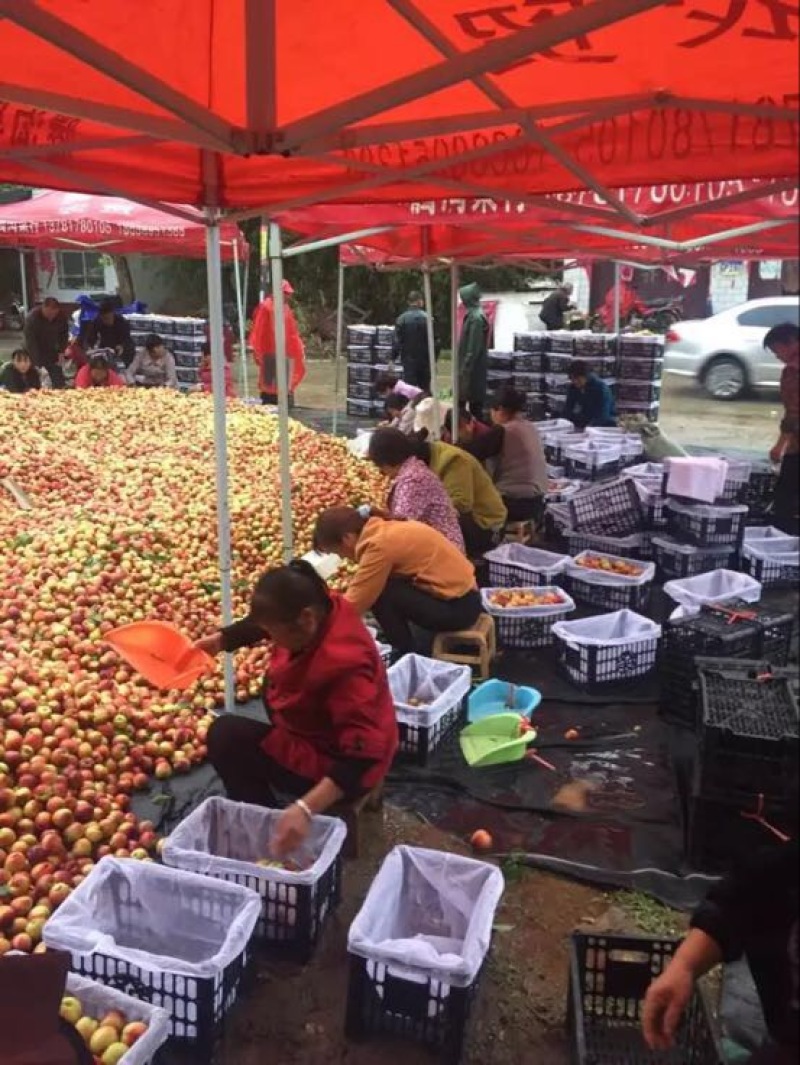 河南南阳油桃毛桃代办专业合作社万亩桃子基地油桃毛桃