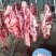 驴肉批发山东驴肉带皮驴肉新鲜驴肉