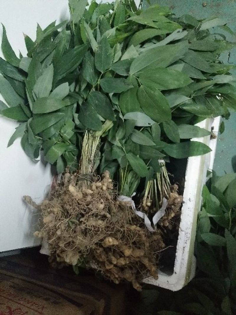 黄精苗