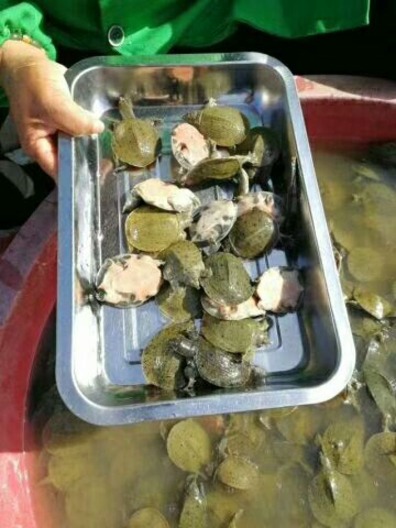 甲鱼苗甲鱼苗批发出售甲鱼苗批发甲鱼