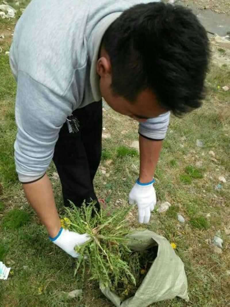 蒲公英叶野生蒲公英茶全国发货常年供应药材