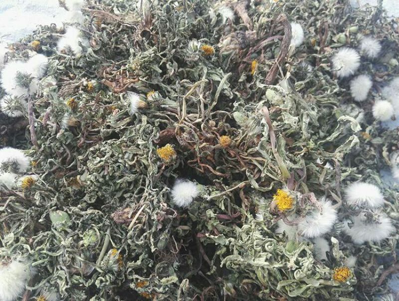 蒲公英叶野生蒲公英茶全国发货常年供应药材