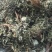 蒲公英叶野生蒲公英茶全国发货常年供应药材