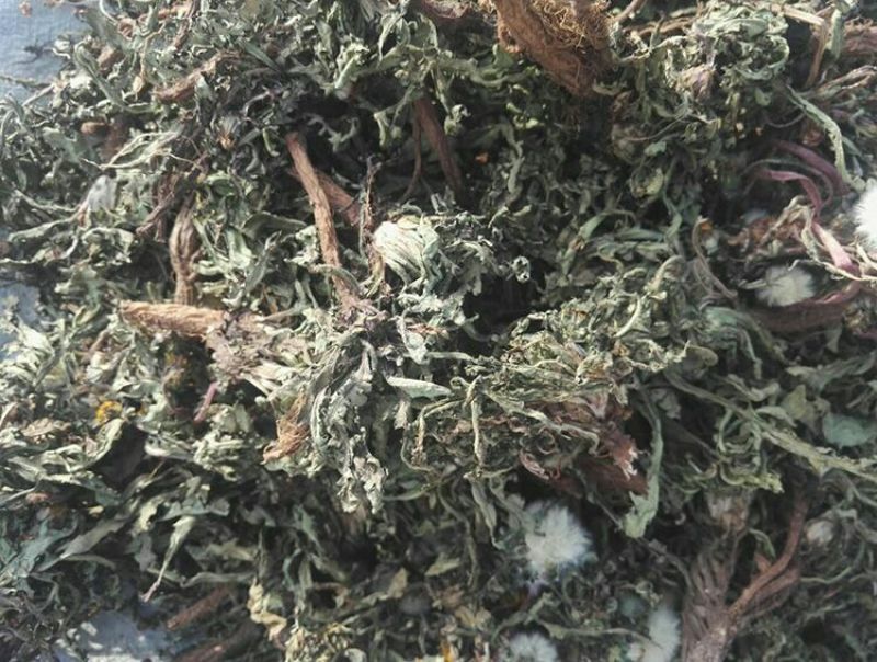 蒲公英叶野生蒲公英茶全国发货常年供应药材