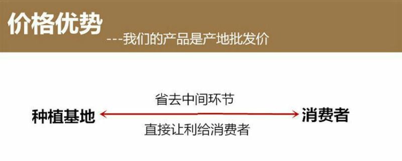 蒲公英叶野生蒲公英茶全国发货常年供应药材
