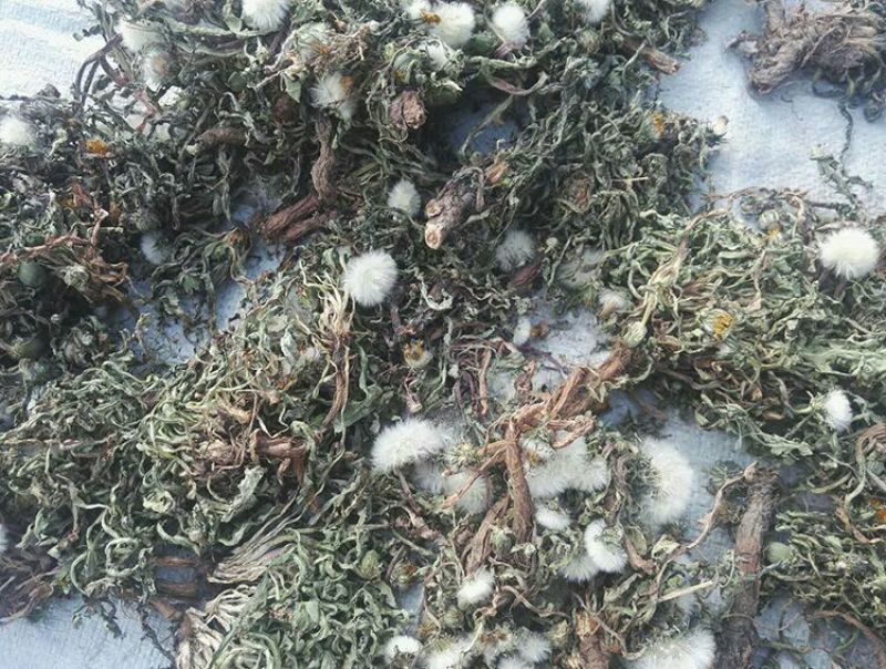 蒲公英叶野生蒲公英茶全国发货常年供应药材