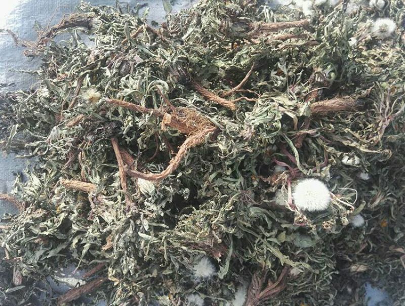 蒲公英叶野生蒲公英茶全国发货常年供应药材
