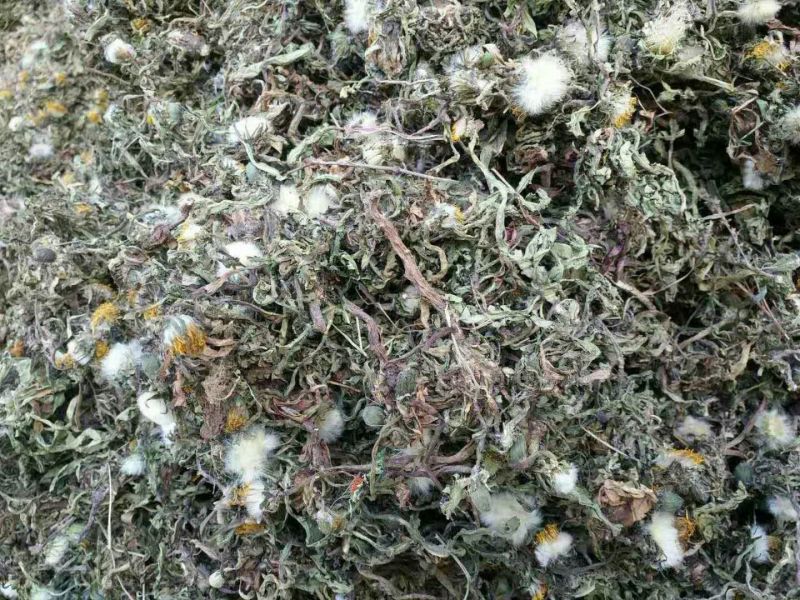 蒲公英叶野生蒲公英茶全国发货常年供应药材