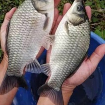 草鱼鲫鱼鲤鱼花鲢鱼